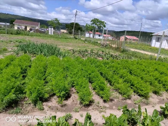 Community carrot field with village houses in the background