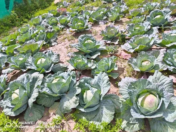 Rows of mature cabbages in the community garden