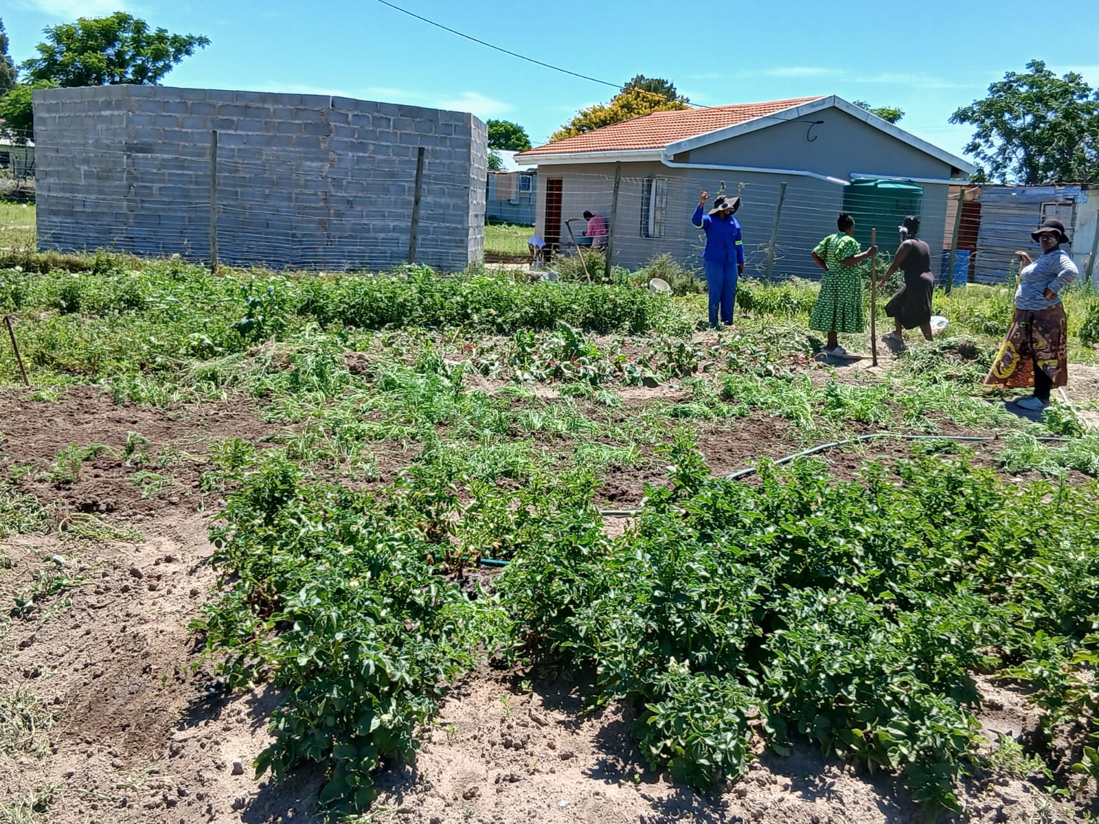Community members tending a food garden with potato beds