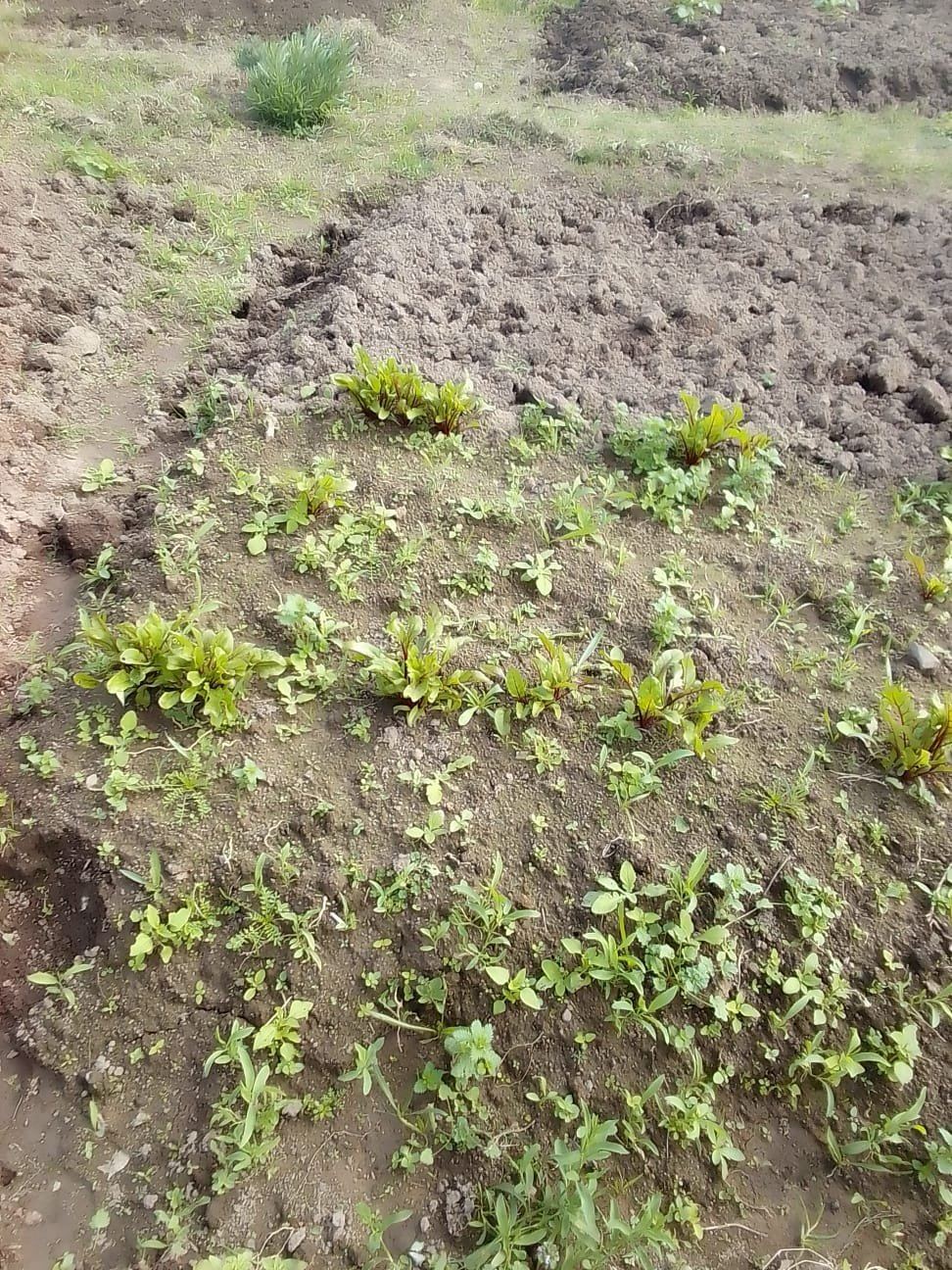 Young beetroot seedlings taking root in neat rows of freshly worked soil
