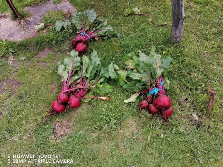 Fresh beetroot harvest bunches laid out on the grass